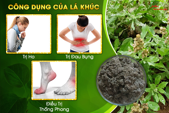 công dụng cây lá khúc trong y học